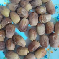 قصب خرمای زاهدی قصبک