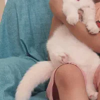 گربه نژاد دار