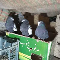 پرنده فروشی میرآباد کردشت|پرنده|ریگان, |دیوار