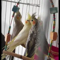 عروس هلندی سرلاکی همه نژاد|پرنده|قم, نوبهار|دیوار