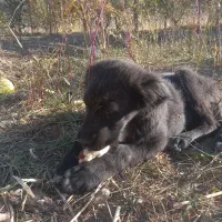 فروش توله قدرجونی