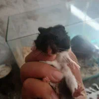 همستر|موش و خرگوش|شهرکرد, |دیوار