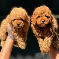 پودل توی و تاینی(مشاوره رایگان)