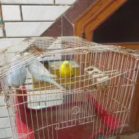 سه عدد مرغ عشق