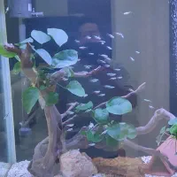 گله ۵۰-۵۵ تایی تترا کاردینال سایز درشت