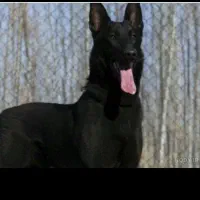 سگ مالینویز نژاد المانی