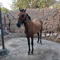 اسب|اسب و تجهیزات اسب‌سواری|بم, |دیوار