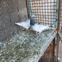 یه جفت پاکستانی|پرنده|سمنان, |دیوار