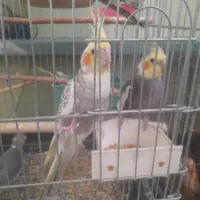 ۶عدد جوجه عروس هلندی رام ودستی چلوندنی رنگ خاص