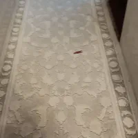 فرش دوتا12یک 9متری بایک درسه بادوتاپشتی|فرش|سبزوار, غرب نیروگاه|دیوار