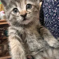 واگذاری رایگان بچه گربه تحتنظرانجمنحمایتازحیوانات|گربه|زاهدان, |دیوار