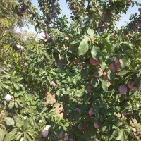 فروش باغ آلو و گردو مثمر