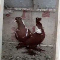 دوجفت ککیلی