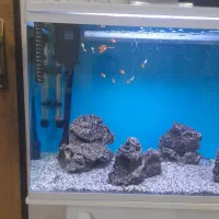 اکواریوم شیشه خم