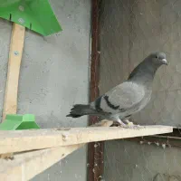 جوجه پلاکی    گوره ای الماسی سبز کاشونی   آبی