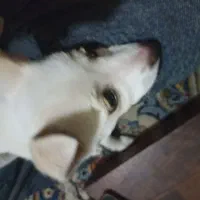 واگذاری فوری