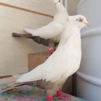 کفتر دمبی نر و ماده جفت