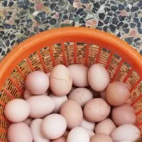 تخم مرغ محلی تازه درفومن