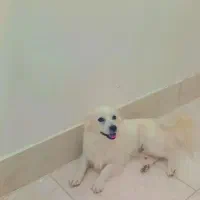 پامر روباهی|سگ|بردسکن, |دیوار