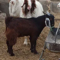 یک عدد بره و یک بزغاله