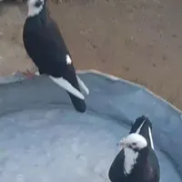 پلنگ سیاه نرماده