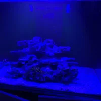 آکواریوم آب شور|ماهی|قم, دروازه ری|دیوار