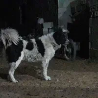 سگ توله
