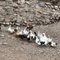 اردک محلی|حیوانات مزرعه|رودبار, |دیوار