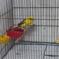 ۲عددقناری بلند دم ۱۲سانت.آماده ومست بخون