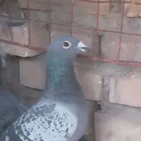 فرش‌ طرح گبوتر