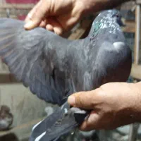 کبوتر پرشی|پرنده|شهریار, شهریار|دیوار