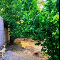 باغ در اسکو