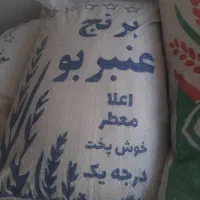 عنبر بو