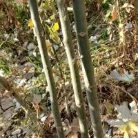 کسب وکارنهال فروشی