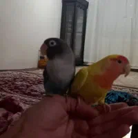 پرنده طوطی برزیلی|پرنده|اردبیل, |دیوار