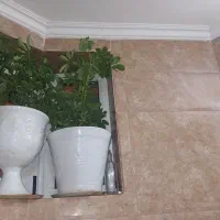 دوعدد گل شفلرا ابلق و سبز بزرگ با گلدان بزرگ