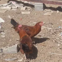 فروش‌خروس‌غاز‌|حیوانات مزرعه|گلپایگان, |دیوار