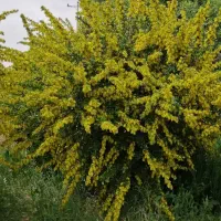 زرشک آبدار|خوردنی و آشامیدنی|سربیشه, |دیوار