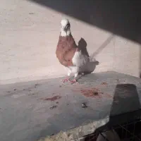کبوتر طوقی بدون عیب|پرنده|شیراز, زرهی|دیوار