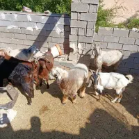 بز داشتی|حیوانات مزرعه|بهبهان, |دیوار