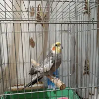 عروس هلندی|پرنده|ایوان, |دیوار