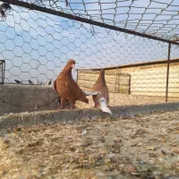 سلام فروش|پرنده|بهبهان, |دیوار