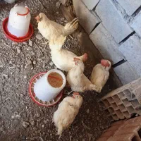 مرغ سفید تخمی خروس محلی