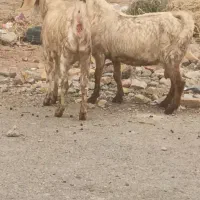 ۵ عدد بز جوان شیری شکم اول ودوم  آبستن