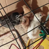 جوجه گلین|حیوانات مزرعه|لالی, |دیوار