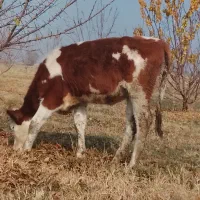 گوساله اصل سمینتال پای کل وگوسال