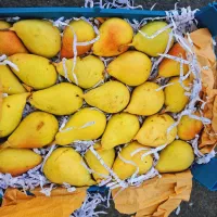 خرید روزانه میوه و صیفی جات برای مغازه دار ها|خوردنی و آشامیدنی|اندیمشک, |دیوار