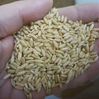 بذر گندم دیم