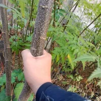 فروش نهال زیتون تلخ تزئینی