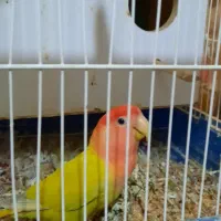 یک جفت کوتوله برزیلی اوپال|پرنده|بروجرد, |دیوار